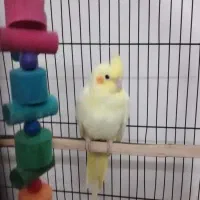 پرنده عروس و قفس|پرنده|ساری, |دیوار