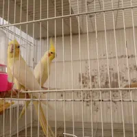 عروس هلندی مولد