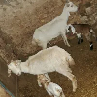 بز سانن|حیوانات مزرعه|نیشابور, فضل|دیوار