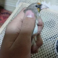 سهره کرمونی|پرنده|ری, صفاییه (چشمه علی)|دیوار