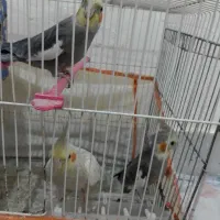 عروس هلندی