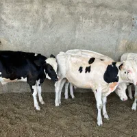 گوساله نر