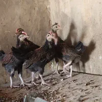 خروس