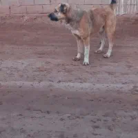 سگ گله ای|سگ|عطاملک, |دیوار