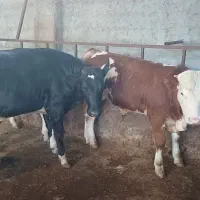 جنس های پرواری و داشتی گوساله