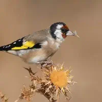 دانه و غذای پرندگان زینتی، سهره و قناری، فنچ