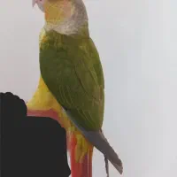 گرینچیک اناناسی تازه دونخور