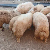 فروش‌۷عددکاورنر