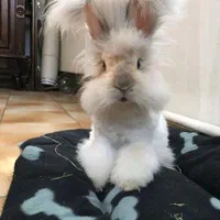 پانسیون نگهداری فروش لوپ مینیاتوری خرگوش|موش و خرگوش|اصفهان, بیدآباد|دیوار