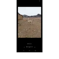 سگ پاپی شناسنامه دار معاوضه و فروش