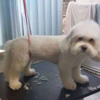 استخدام آرایشگر حیوانات ، گرومر