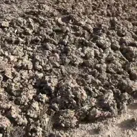 کود مرغ تخمگذار