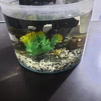 اکواریوم 10 لیتری