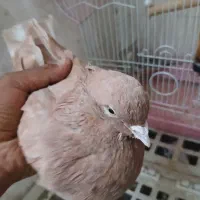 کفتر زردی کاکلی پرشی|پرنده|کهریزک, |دیوار