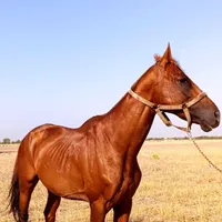 نریان تروبرد