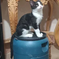 واگذاری رایگان گربه