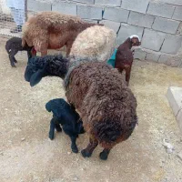 فروش میش زاییده|حیوانات مزرعه|تربت جام, مسکن مهر|دیوار