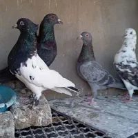 4عدد کفتر یا کبوتر