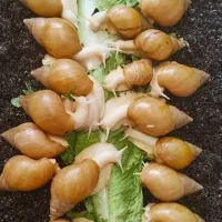 حلزون آچاتینا البینو
