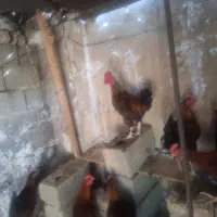 مرغ وخروس وبوقعلمون محلی|حیوانات مزرعه|کوهسار (البرز), |دیوار