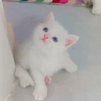 بریتیش ماده