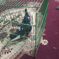 یک جفت سینه سیاه نروماده