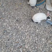 خرگوش سرحال