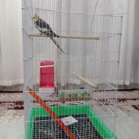 فروش عروس هلندی سخنگو
