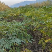 نهالستان طوبی