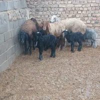 ۴رس|حیوانات مزرعه|جوادآباد, |دیوار