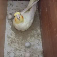 دو عروس هلندی تخم گذار