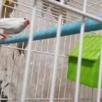 جفت نروماده فنچ سفیددرجه یک