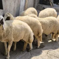 گوسفنددمالچه شک‌داشتی آبستن