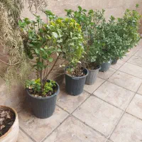 شمشاد سبز و طلایی سایز بزرگ