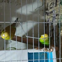 مرغ عشق زیبا|پرنده|سنندج, |دیوار