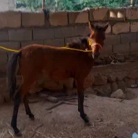 کره ماده ۵ ماه میباشد
