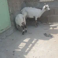 فوری قیمت 30 اخرین قیمت مادربابچه