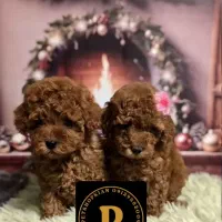 توله سگ نژاد پودل|سگ|تهران, صادقیه|دیوار