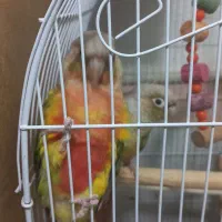 گرینچیک نر ماده با تست