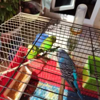 سه تا مرغ عشق زیبا|پرنده|تهران, سبلان (لشگر)|دیوار