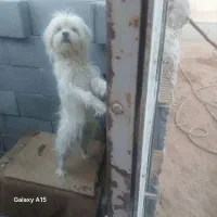 پاپی زبر و زرنگ