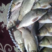 ماهی کپور تازه|ماهی|اندیمشک, |دیوار