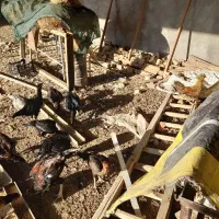 مرغ و خروس و غاز و بوقلمون|حیوانات مزرعه|نیشابور, گنبد سبز|دیوار