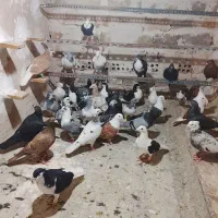 کبوتر پلاکی مسافتی شهرستانی|پرنده|تهران, جوادیه|دیوار