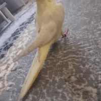 جوجه عروس هلندی نر