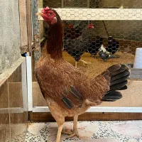 مرغ لاری قهوه ای