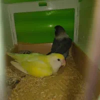 طوطی برزیلی  مولد و بالغ  دارم