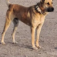 سگ سرابی گله اصل ۱۴ ماه فی ۸