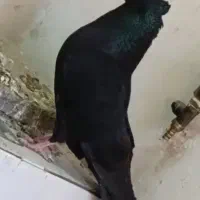 فروش زاغ آبادانی نر جوان و مست