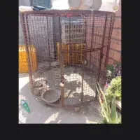 قفس حیوانات